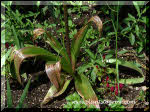 The basal foliage deteriorates before the flower.